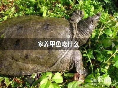 巴西甲鱼喂什么吃 巴西甲鱼喂什么吃好-第2张图片-www.211178.com_果博福布斯